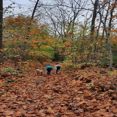 Pet Friendly In 別荘 *